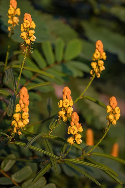 Candle bush flowers in the plantation . Beautiful Senna alata plant.Also known as emperor\'s candlesticks,candle bush. candle bush flower or ringworm bush in the forest with nature blurry background.