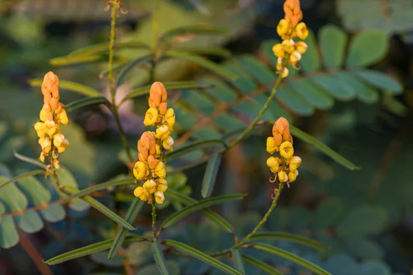 Candle bush flowers in the plantation . Beautiful Senna alata plant.Also known as emperor\'s candlesticks,candle bush. candle bush flower or ringworm bush in the forest with nature blurry background.