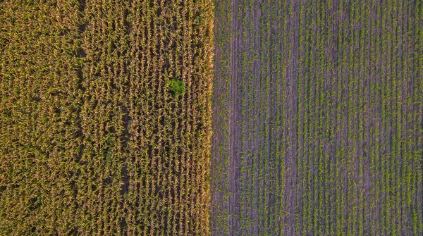 Vista Aérea Campo Agrícola Diferente Campo Día Primavera Granja Maíz —  Fotos de Stock