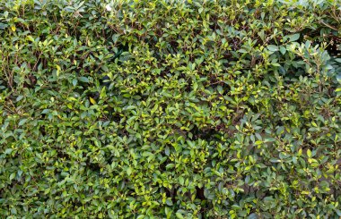 Bitki duvarı, bitki duvarı, doğal yeşil duvar kağıdı ve arka plan. Doğa duvarı.