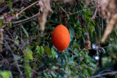 Ağaç üzerinde Gac meyve,(Bebek Jackfruit, Cochinchin Gourd, dikenli acı Kabak, Tatlı Kabak). Momordica cochinchinensis. Cochinchin Gourd geleneksel olarak hem gıda hem de ilaç olarak kullanılmıştır.