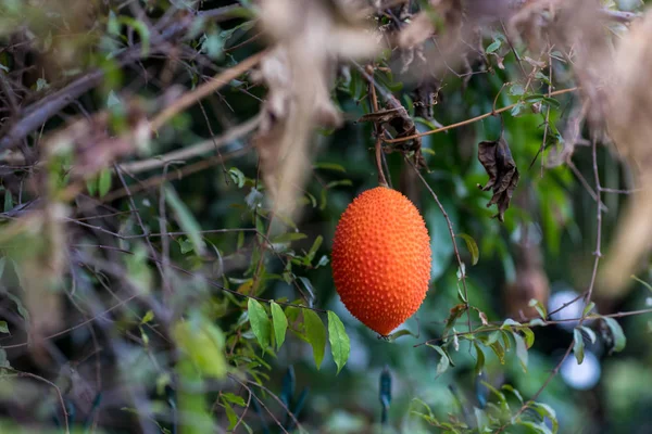 Ağaç üzerinde Gac meyve,(Bebek Jackfruit, Cochinchin Gourd, dikenli acı Kabak, Tatlı Kabak). Momordica cochinchinensis. Cochinchin Gourd geleneksel olarak hem gıda hem de ilaç olarak kullanılmıştır.