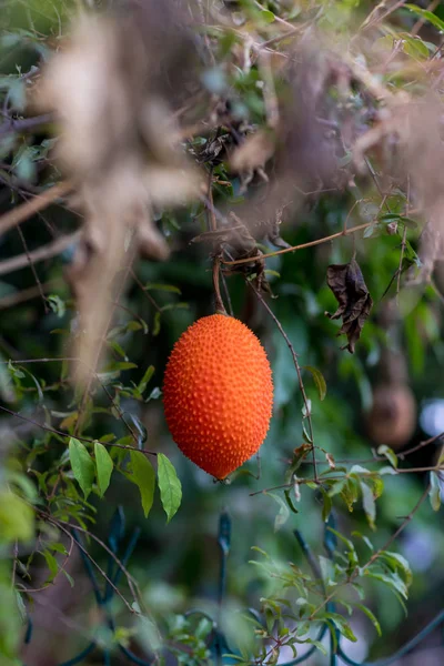 Gac Frucht Auf Baum Baby Jackfrucht Cochinchin Kürbis Stacheliger Bitterkürbis — Stockfoto