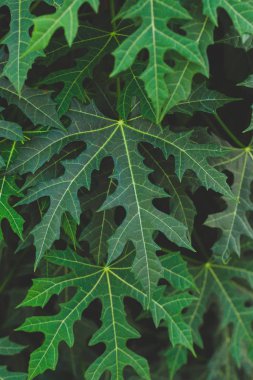 Yeşil yapraklı arka plan, doğal arka plan ve duvar kağıdı. Yeşil yapraklardan oluşmuş bir düzen. Düz yatıyordu. Doğa geçmişi. Yeşil bitki yaprakları doğada, 