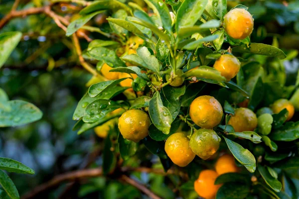 Orange Tree Orange Grove Selective Focus Kumquat Tree Garden Ripe — Stock Photo, Image