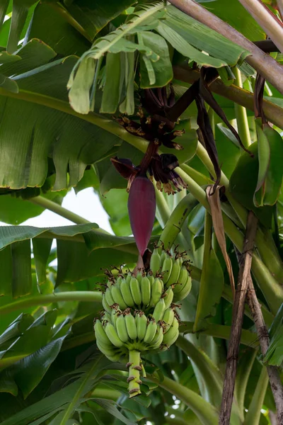 Concentre Broto Banana Árvore Com Fundo Campo Grama Verde Super — Fotografia de Stock