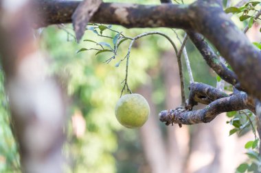 Ripening fruits of the pomelo, natural citrus fruit, green pomelo hanging on branch of the tree. Ripe green pomelo hanging on branch, tropical pomelo tree, citrus fruit