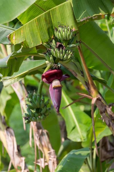 Focus a banana bud on tree with green grass  field background. Asian super fruit.  Tropical fruits. image for background,