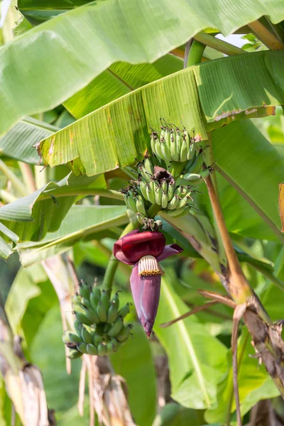 Concentre Broto Banana Árvore Com Fundo Campo Grama Verde Super — Fotografia de Stock