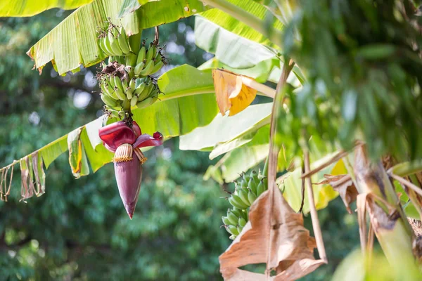 Focus a banana bud on tree with green grass  field background. Asian super fruit.  Tropical fruits. image for background,