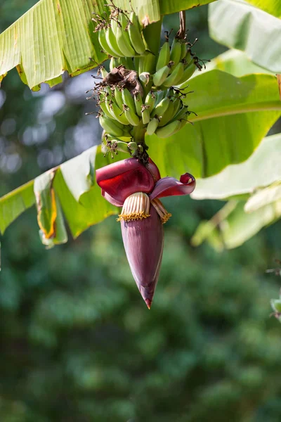 Concentre Broto Banana Árvore Com Fundo Campo Grama Verde Super — Fotografia de Stock