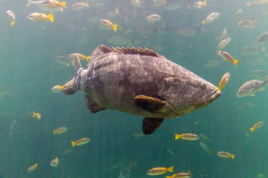 Dev orfoz balığı. Orfoz familyasından büyük bir tuzlu su balığı Doğu ve Batı Atlantik Okyanusu 'nda bulunur. Mavi suda yüzen dev balık balığı..