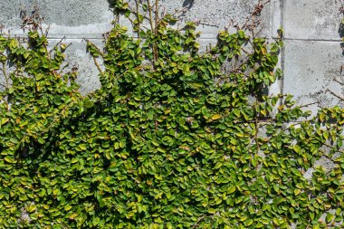 Duvarda yeşil sürüngen bitki. Beyaz bir çimento duvarında sarmaşık. Beyaz duvarda yeşil sürüngen. Doğa arka plan için bahçede duvarda süs bitkisi.