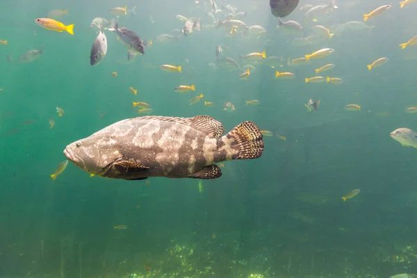 Giant grouper. a large saltwater fish of the grouper family found in the eastern as well as western Atlantic ocean. Giant grouper fish swimming in blue aquatic ambiance.