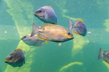 Büyük bir balığın sualtı fotoğrafı. Deniz Balığı Büyük Balıklar doğayı güder Su altı mercan resifleri