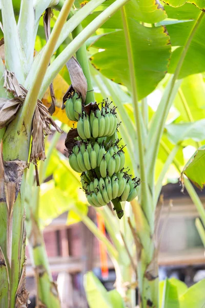 Focus a banana bud on tree with green grass  field background. Asian super fruit.  Tropical fruits. image for background, wallpaper and copy space.Tree banana.Raw banana on tree.