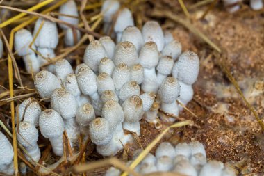 Yeşil ormandaki topraktan taze termit mantarı büyüyor. Termit Tepesi mantarı (küçük). Sınıf: Homobasidiomycetes. Pişirmek için taze termit mantarı. Termit mantarı çerçevede büyüyor.