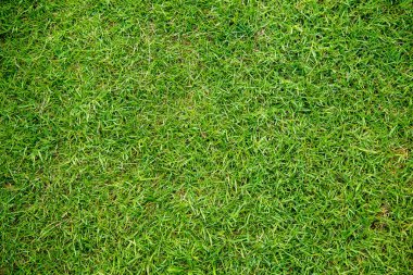 yeşil çimen dokusu arkaplanı