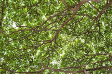 Ormandaki bir ağacın yeşil yaprakları