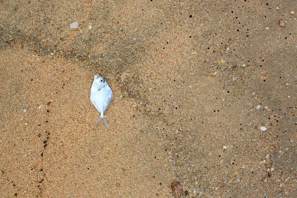 Sea Shells Beach — Stock Photo, Image