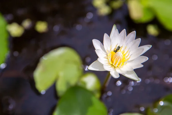 Vacker Lotusblomma Trädgården — Stockfoto