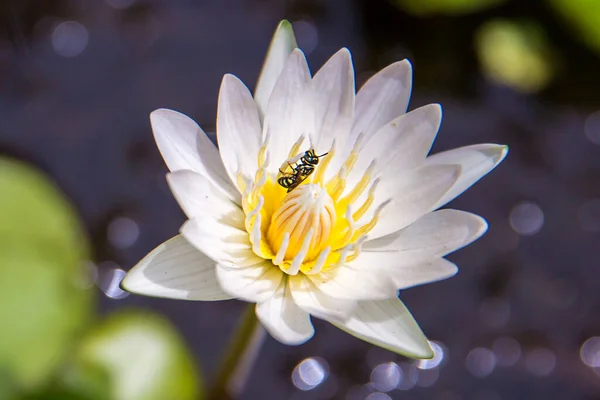 Vacker Lotusblomma Dammen — Stockfoto