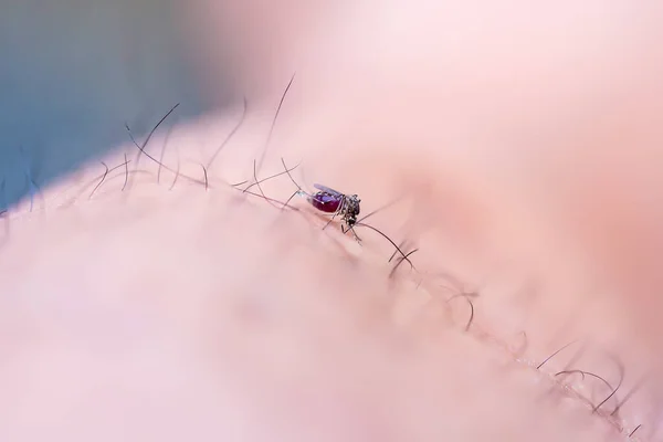 Closeup Shot Mosquito White Background — Stock Photo, Image