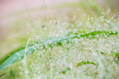 Çimlere çiy damlaları düşer