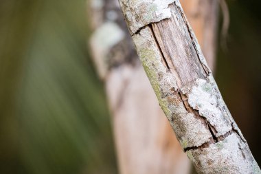 Yeşil yapraklı ağaç gövdesi