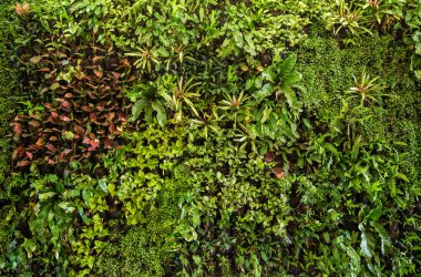 kopyalama alanı olan yeşil yapraklar