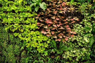 Duvarda yeşil yapraklar