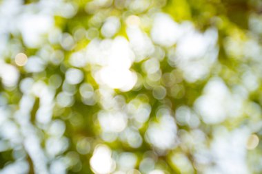 Ormanda yeşil yapraklar