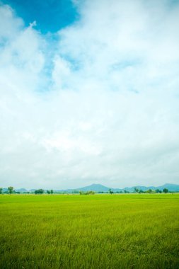 yeşil tarla ve mavi gökyüzü
