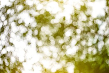 Yeşil yaprakları arka plan bokeh ile