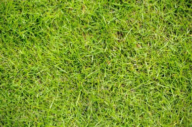 yeşil çimen dokusu arkaplanı
