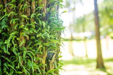 Bahçede yeşil yapraklar