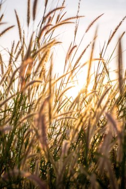 Tarlada güzel bir gün batımı