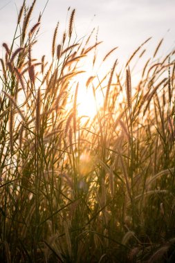 Tarlada güzel bir gün batımı