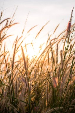 Tarlada güzel bir gün batımı