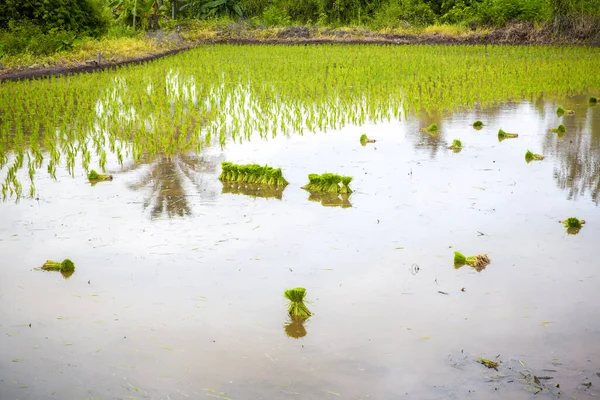 Hierba Verde Pantano —  Fotos de Stock