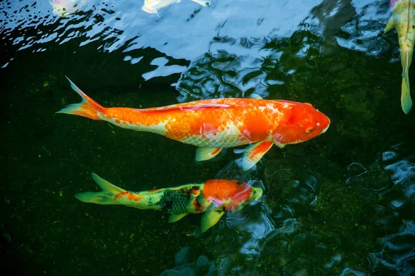 beautiful fish swimming in the water