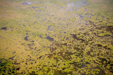 Güzel göl manzarası