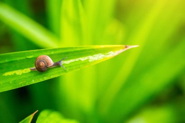 Yeşil yapraklı salyangoz