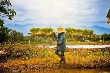 Tarlada sırt çantalı bir çiftçi