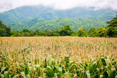Tayland 'da yeşil pirinç tarlası