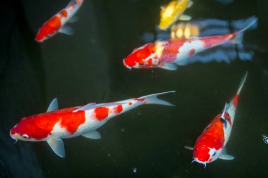 Akvaryumdaki güzel balıklar