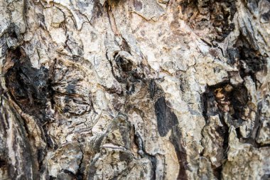 Bir ağaç kabuğuna yakın.