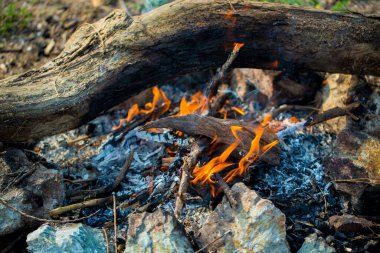 Ormanda yanan kamp ateşi