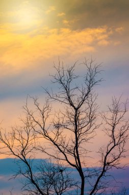 Ormanda güzel bir gün batımı