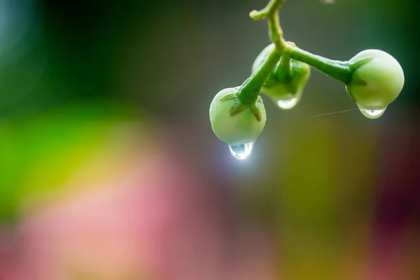 Feuilles Vertes Sur Une Branche — Photo